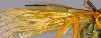 Media type: image;   Entomology 26619 Aspect: Wing hind